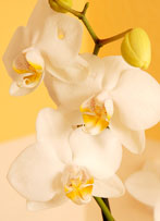 CranioSacral Therapie